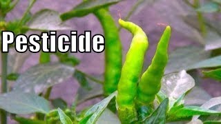 Neem Oil Is Best Pesticide & Fungicide for Plants | Try It on Chilli Plant (Urdu/hindi)
