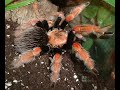 Brachypelma boehmei kills/ павук птахоїд мексиканський вогненноногий вечеряє