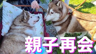 寝たきりになった母犬のため子犬たちが集まりました