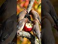 hungry birds apple eats #hungrybirds