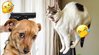 Best Funny Dogs and Cats Videos😻🐶Funniest Animal videos 2024🤣Part 18 by Pet bradlab2k 13,525 views 6 days ago 36 minutes