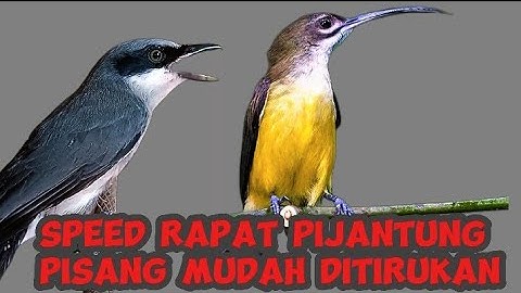 REMIX  SADIS | pijantung pisang & jinjing petulak