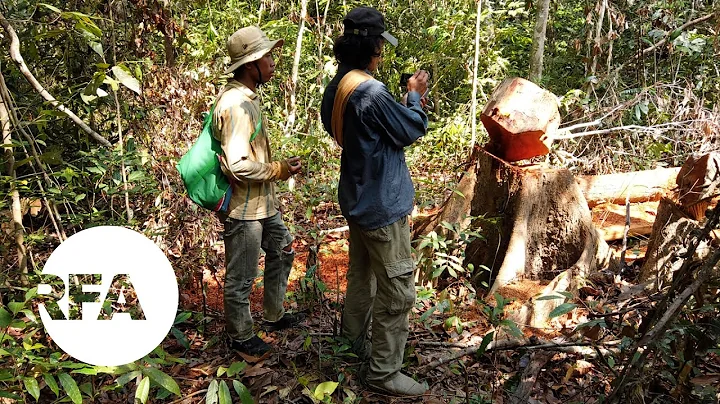 Young Environmentalists Document Illegal Logging in Cambodia - DayDayNews