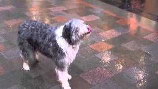 Scottish Bearded Collie Dog Doing Tricks In Perth Perthshire Scotland