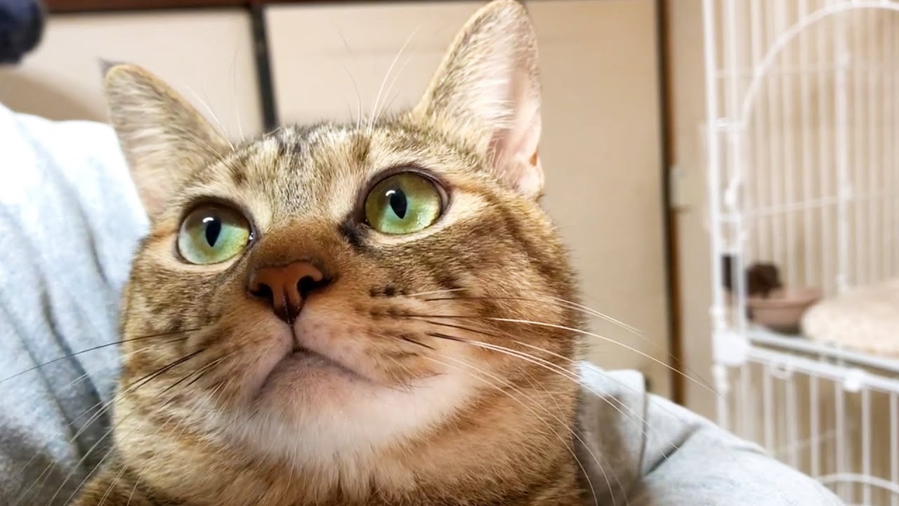 噛んだらダーメ！と教えられてた子猫が1歳になりました♪