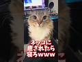 ネッコの動画で癒されたら寝ろwww #2ch #2ch動物スレ #2ch面白いスレ #動物 #犬 #猫 #癒やし #ねこ