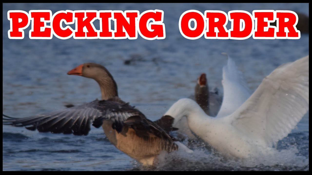 Domestic Geese can be aggressive
