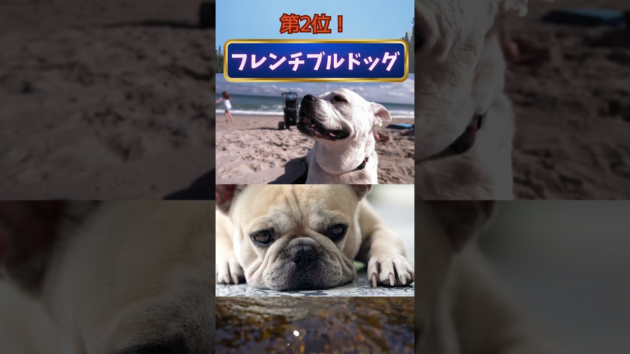 Dog Relatables] Top 5 Dog Breeds That Lose All Motivation in the
