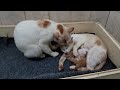 Male Cat Takes Care Of His Wife After Giving Birth