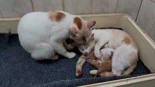 Male Cat Takes Care Of His Wife After Giving Birth by Top Animals TV 2,252 views 1 month ago 4 minutes, 15 seconds