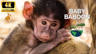 Baboon Aggression Towards Baby /Baby Baboon Monkey Crying