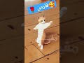 فارس فارس فارس اولاد Cat Foryou Comedy Shorts Short Cute Hhhh فارس فارس فارس اولاد Cat Foryou Comedy Shorts Short Cute Hhhh