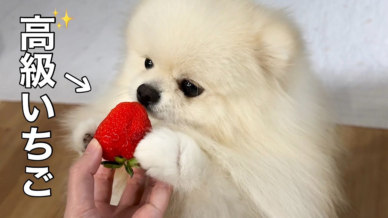 ほっぺが落ちるほど美味しいイチゴをはじめて食べた犬の反応が可愛すぎ