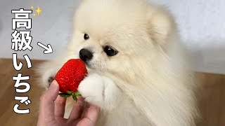 ほっぺが落ちるほど美味しいイチゴをはじめて食べた犬の反応が可愛すぎました