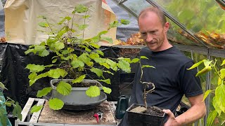 Wiring a New Hazelnut Seedling & Hazelnut Bonsai Update
