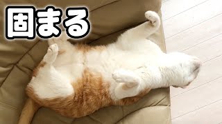 へそ天のまま固まってしまったネコ