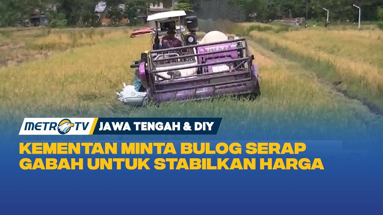 Harga Gabah Anjlok, Petani Mengeluh di Musim Panen 2025