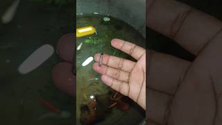 How Fish Survive Without Feeding 😞 #shortvideo #fishshort #guppyfish #guppyfishshorts