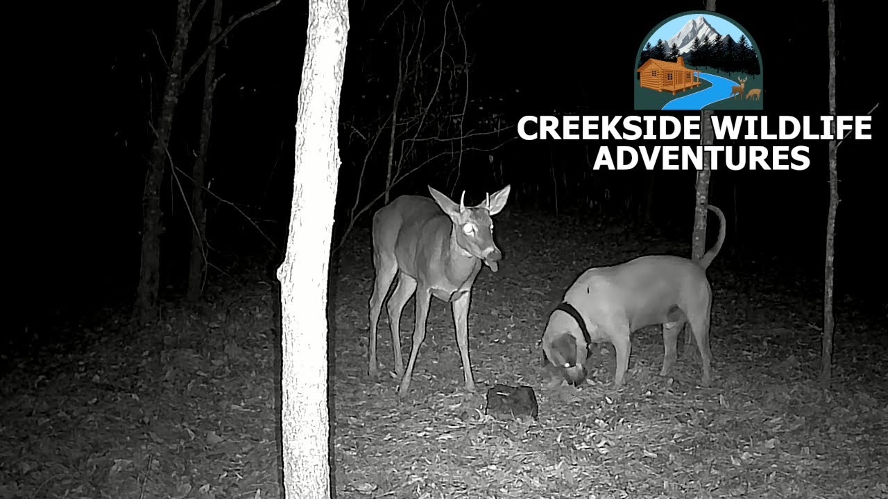 More Cute Wildlife Caught On Trail Cam!