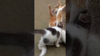 cute cute cat family, please like comment me,