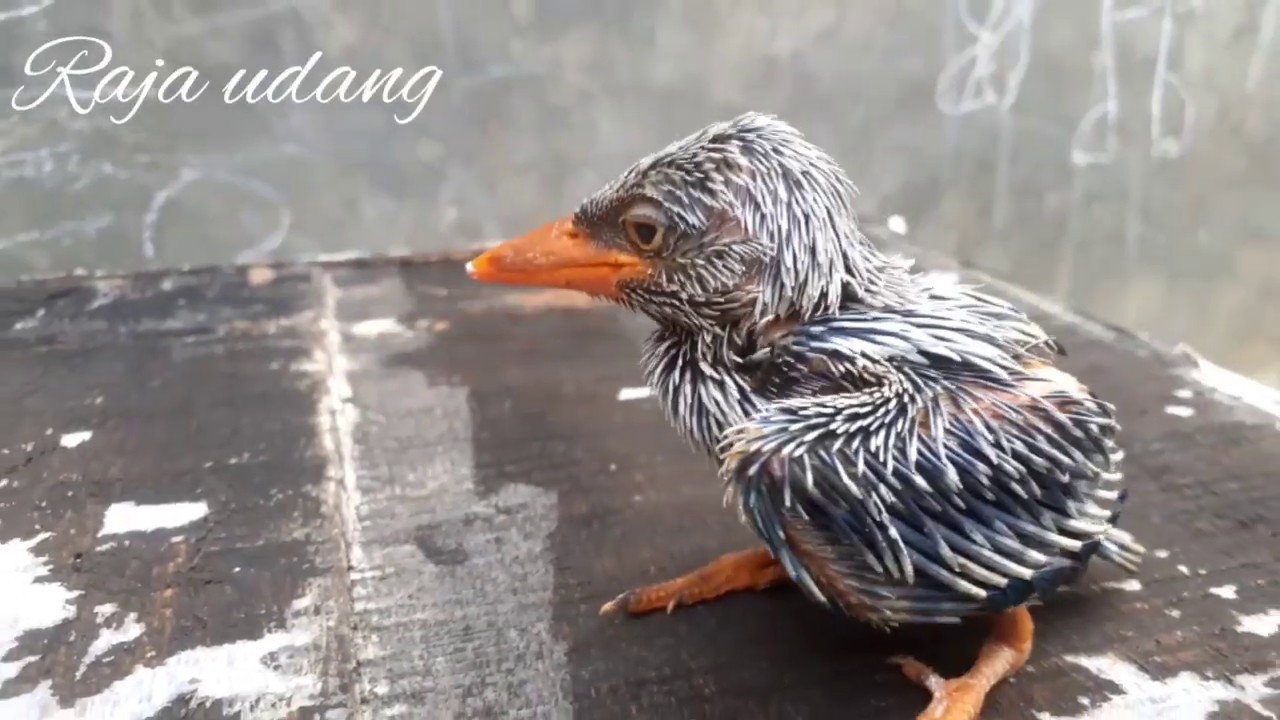 Penampakan anakan burung tengkek raja udang 