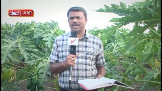 Kavydhare ||Growing papaya crop in black ground || Devanagari Adds Live Stream