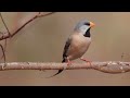 Australian Birds BIRDING NORTHERN TERRITORY Darwin Top End Part 1 by Alana and Greg Dare