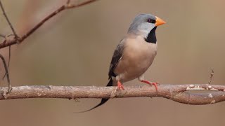 Australian Birds BIRDING NORTHERN TERRITORY Darwin Top End Part 1 by Alana and Greg Dare