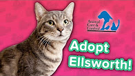 Adopt Ellsworth! // Tabby // Adoption Featurette