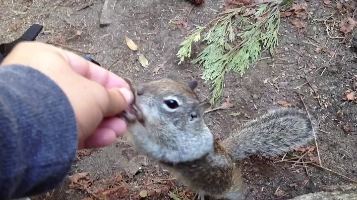 Friendly squirrels at Yosemite