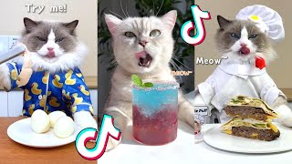 That Little Puff | Cats Make Food 😻 | Kitty God & Others | TikTok 2024 #68