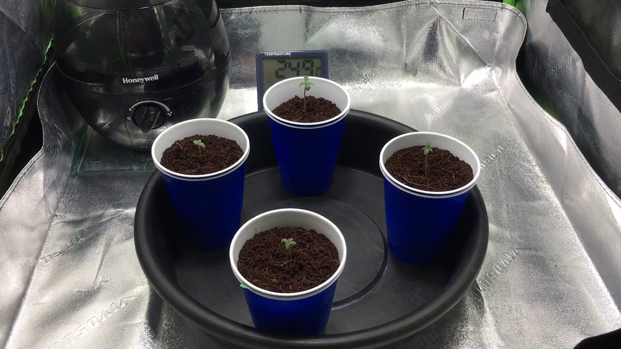 Cannabis seedlings. Day four