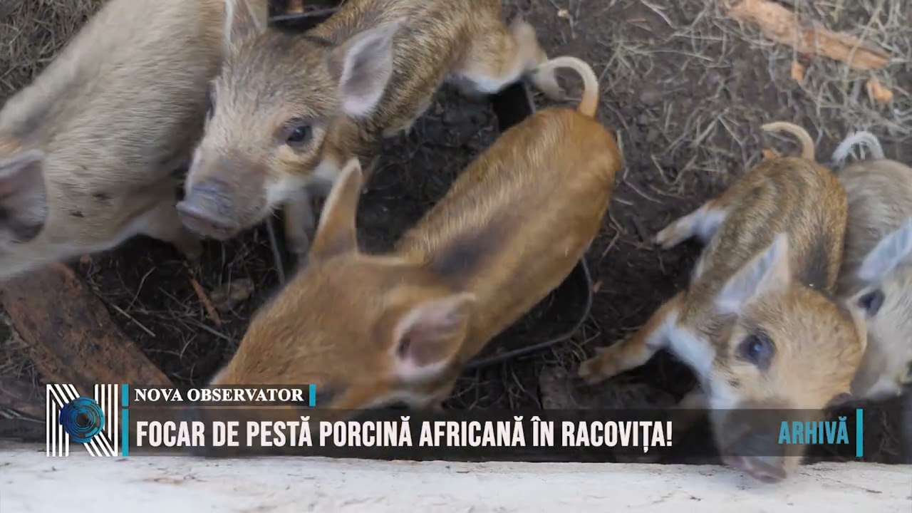 Focar de Pestă Porcină Africană în Racovița!