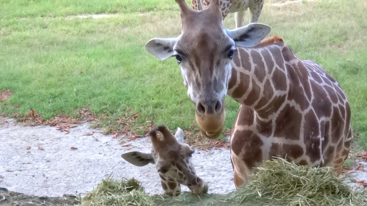 キリンの親子 Giraffe 東山動物園 Youtube