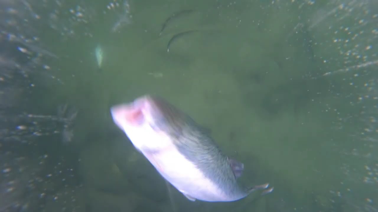 20260111 동장군 축제 송어 얼음낚시
