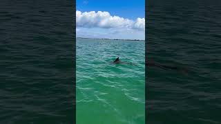 Sandbar day #sandbar #fyp #vacation #florida #viral #shorts #bucketlist #boating #travelshorts