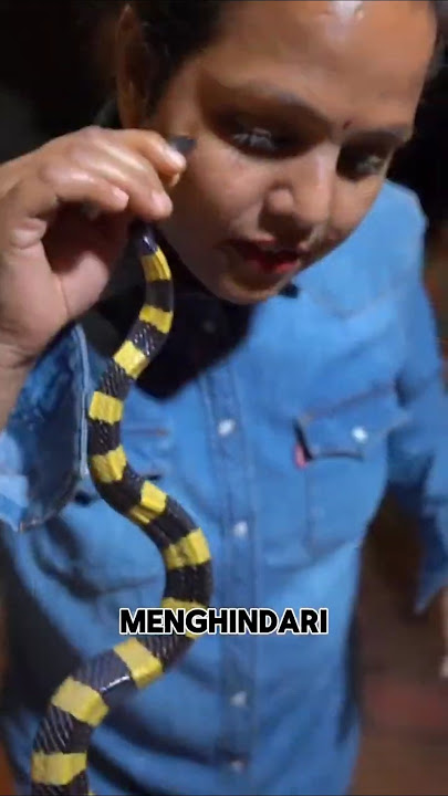 the difference between the welang snake and the taliwangsa snake #youtubeshorts #interestinganima...