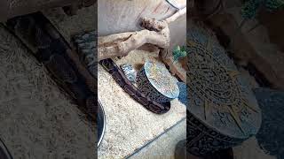 Reptiles Are Fascinating Python Going To Bed - Ball Python Pet Heading To His Lair -