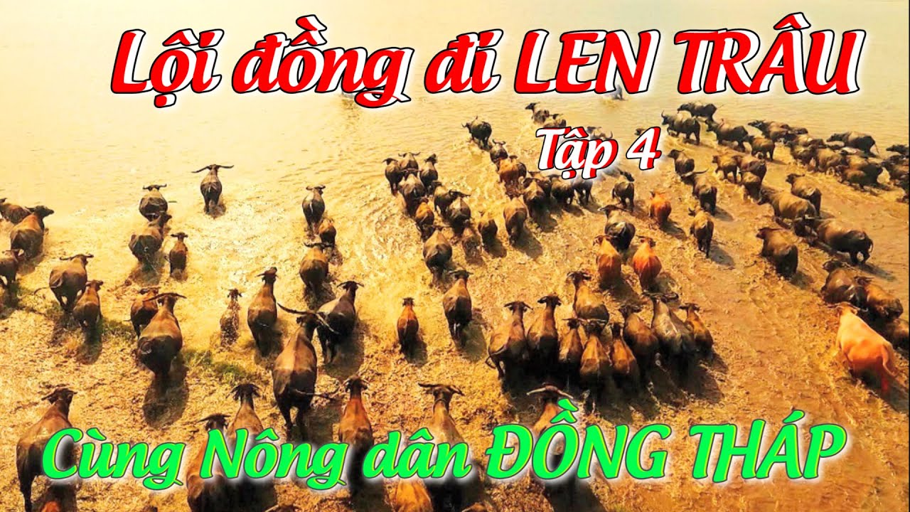 Mùa Len Trâu ở miền Tây: Choáng ngợp với đàn trâu 