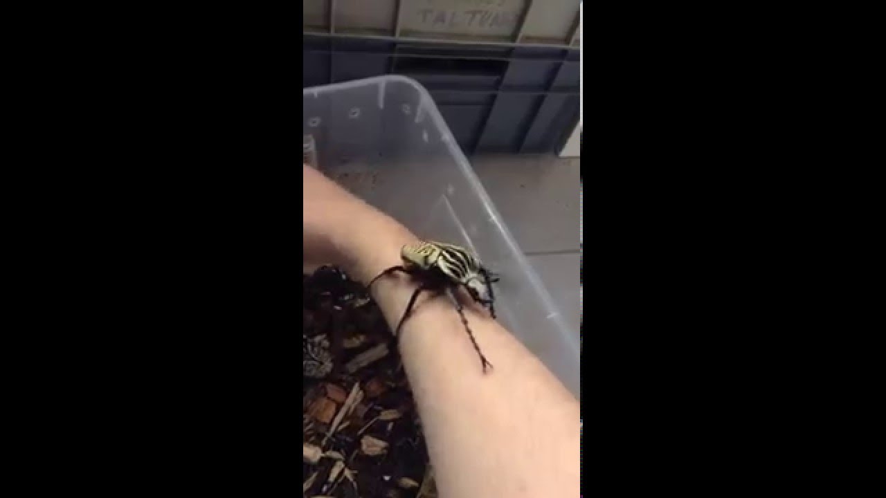 Goliathus albosignathus  2