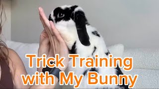 Holland Lop Rabbit Learns Tricks