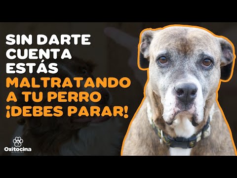 Video: ¿Qué causa el lupus canino?