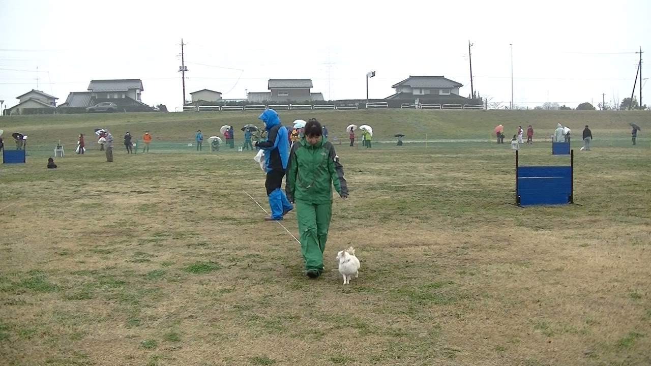 犬と海 競技会
