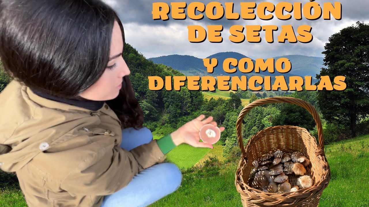 RECOLECCIÓN DE SETAS Y COMO DIFERENCIARLAS