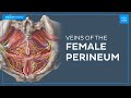 Veins of the female perineum - Quick Anatomy | Kenhub