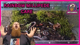 RAINBOW MILLIPEDE CARE