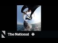 #TheMoment a whale slammed into a wing foiler