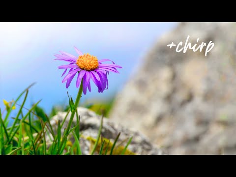 Morning Relaxing Music - Piano Music for Stress Relief and Studying (Honley)