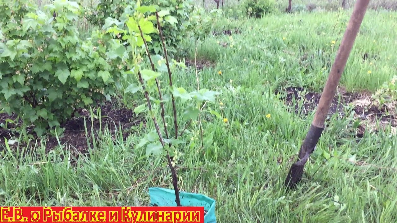 Как посадить белую смородину чтоб она прижилась.Посадка белой смородины весной.