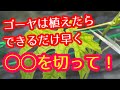 【ゴーヤ】ツルのココを切ればめっちゃ獲れます！多くの人がしていない豊作への『はじめの一歩』。